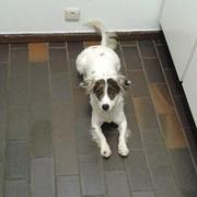 honden foto van Sandy