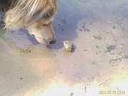 honden foto van John