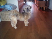 honden foto van Denise