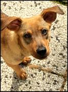 honden foto van Kimmert