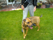 honden foto van kelvin