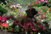 honden foto van iris