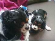 honden foto van deborah