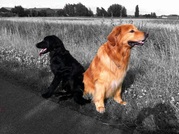 honden foto honden foto van Monique