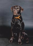 honden foto van Andrea