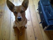 honden foto honden foto van alto