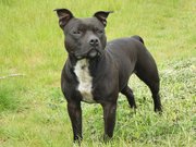 honden foto van Dido ~ Indy & Rufus