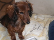 honden foto van broers