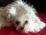 honden foto van MienFlut