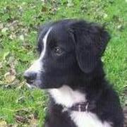 honden foto van silvio