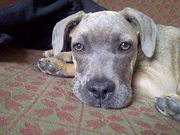 honden foto van Benthe