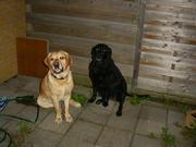 honden foto honden foto van Ortega en Bonneveld