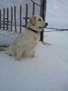 honden foto van Maxje