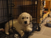 honden foto van Luca