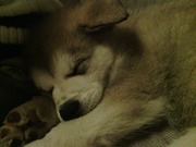 honden foto van Sharn