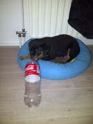 honden foto honden foto van Angelique