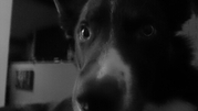 honden foto van k