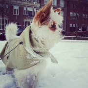 honden foto van mahrou