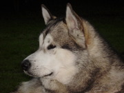 honden foto van mariel2204