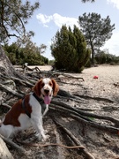 honden foto van monique