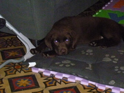 honden foto van Christophe