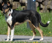 honden foto van Isis