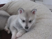 honden foto van Sabrina