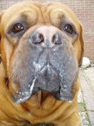 honden foto van marieke