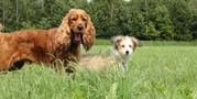honden foto van Fellow & Pippa