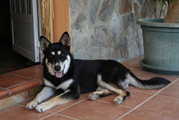 honden foto van bram