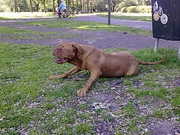 honden foto van Marcel