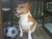 honden foto van Pleuni Steffanie