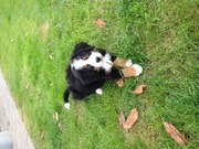 honden foto van axel Lamster