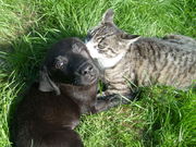 honden foto van heidi