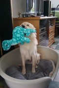honden foto van Toby