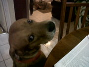 honden foto van Ashok