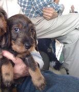 honden foto van ruwhaar