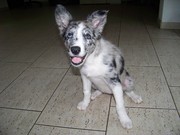 honden foto van Dominique