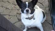 honden foto van janneke2