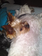 honden foto van Tamara