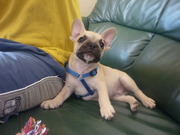 honden foto van Nina