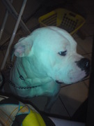 honden foto van Thessa