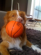 honden foto honden foto van Marlene