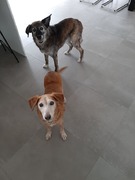 honden foto van Jetta & Dobby