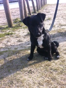 honden foto van Michelle