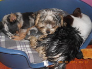 honden foto van Chantal,Bink,Fleur,Fee en Lieke