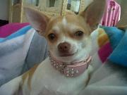 honden foto van leen