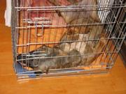 honden foto van judith 