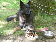 honden foto van anne sackers
