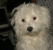 honden foto van diva & bobby